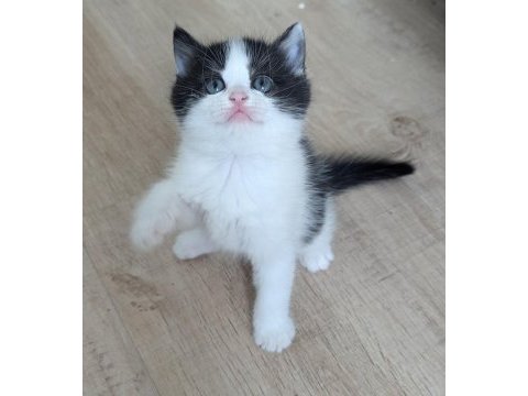 Bicolour kardeşler british shorthair 48 günlükler