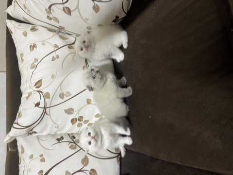 Scottish fold erkek yavrular