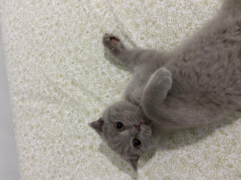 British shorthair berlin için yuva arıyoruz