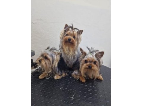 Safkan yorkshire terrier yavruları