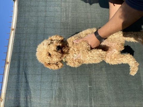 1,5 yaş erkek toy poodle