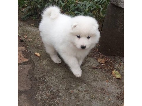 Samoyed yavrularımız ırk garantilidir