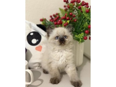 Safkan ragdoll