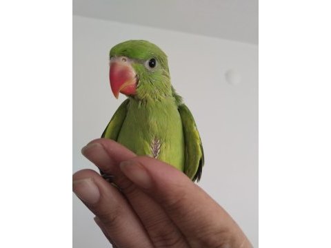 El besleme bebek pakistan papağanlar