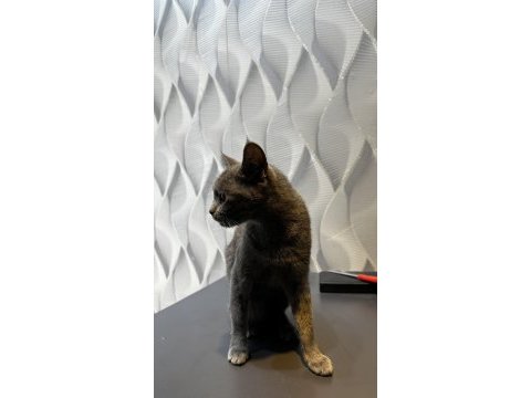 Yaklaşık 1 yaşında dişi british shorthair