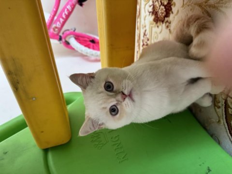 British shorthair yavruma yuva arıyoruz