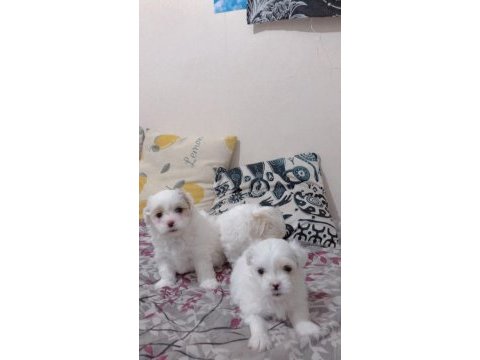 Maltese terrier