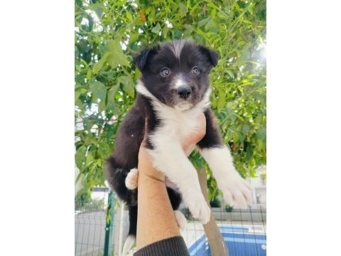 Border collie yavrusu