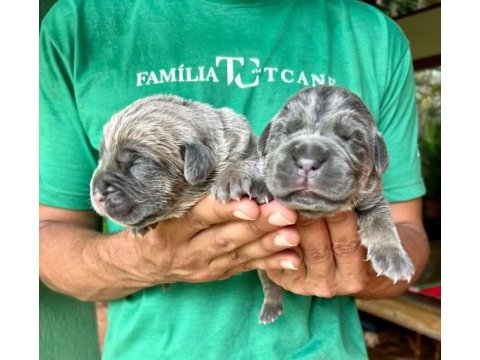 Cane corso yavrumuz