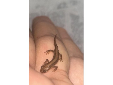 Pürtüklü semender yavru (triturus karelinii)