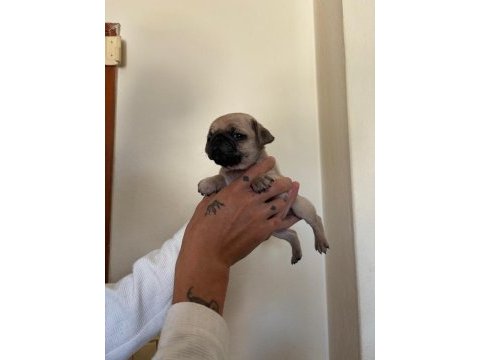 Pink taşıyıcı pug köpekler