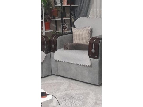 Aşıları tam british shorthair