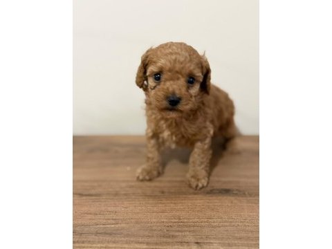 Bir avuç mutluluk toy poodle bebeklerimden