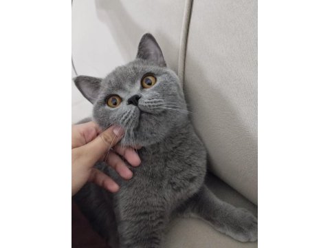 British shorthair acil yeni yuvasını arıyor