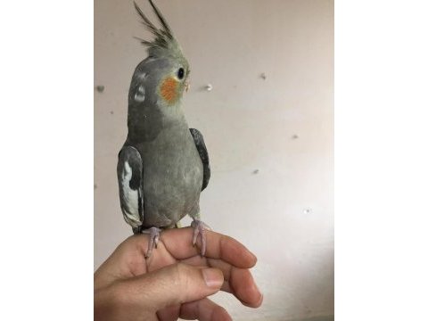 Sultan papağanı