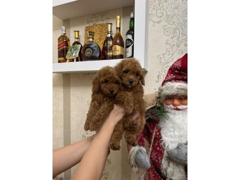 Teacup boy red brown poodle bebekleri