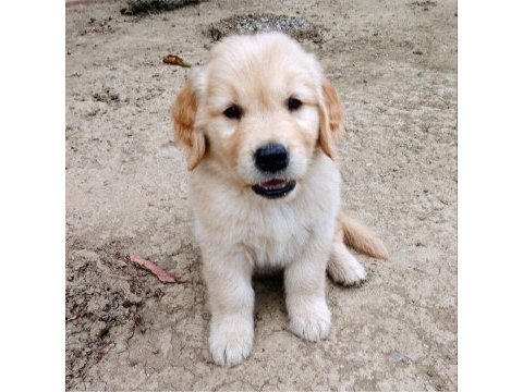 Baby face suratlı golden retriever yavrularımız