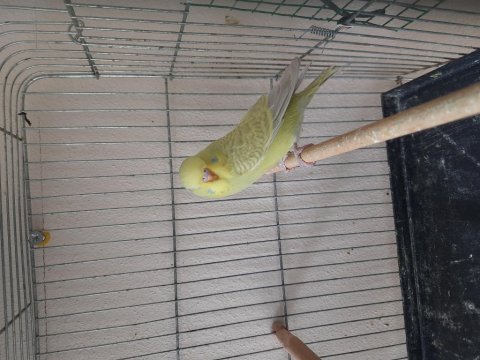 Jumbo erkek yavru muhabbet kuşu