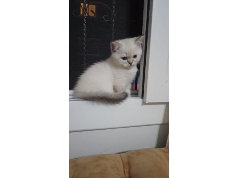 British blue point dişi ve erkek yenı yuvalarını arıyor