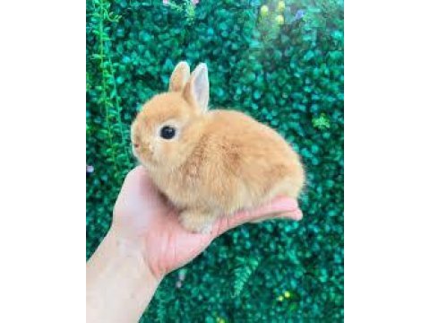 Netherland dwarf tavşan
