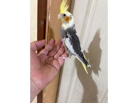 39 günlük kusursuz pied bebek sultan papağanı