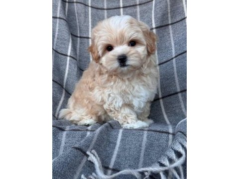 Maltipoo cinsi yavrular dişi ve erkek mevcuttur