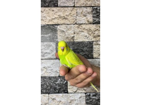 Yavru muhabbet kuşu alıştırma konuşturmak için acele edin