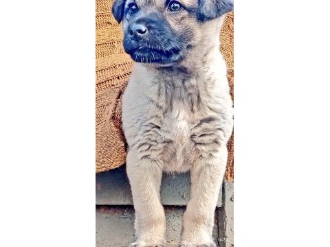 Yavru kangal köpeği