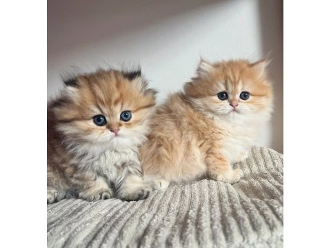 Orjinal safkan golden british longhair 