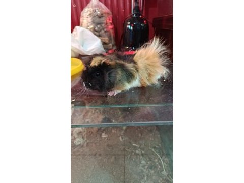 Guinea pigler