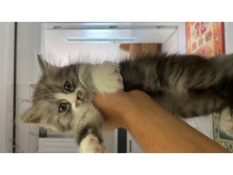 Erkek 2 aylık chinchilla