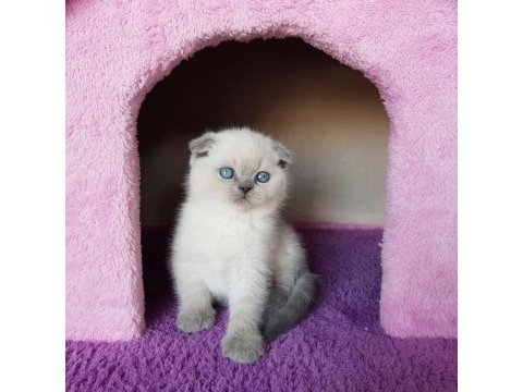 Ruhsatlı resmi işletmeden taksit avantajıyla scottish fold