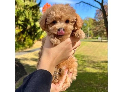 A kalite toy poodle yavrular
