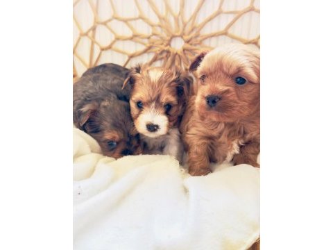 Petmode köpek çiftliğinden show kalite morkie yavrular