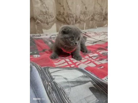 Scottish fold aşkı