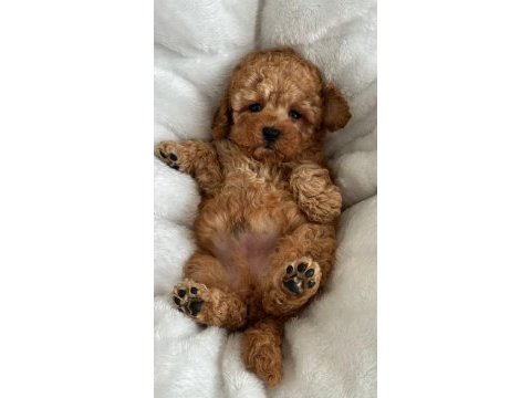 Toy poodle bebekler