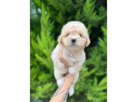 Maltipoo yavrularımızı canlı görerek alabilirsiniz