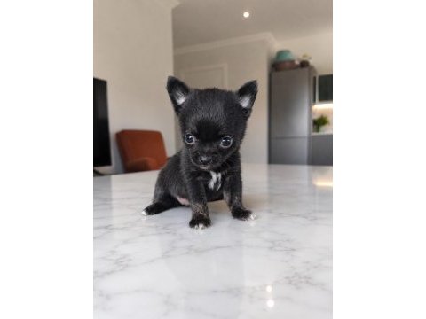 Mikro teacup boy ikiz bebek köpekler