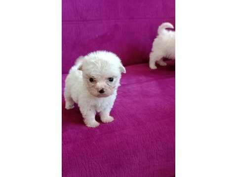 Teacup maltese yavrumuz