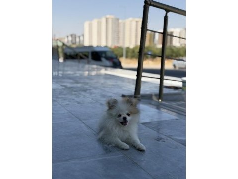 Köpek pomeranian boo