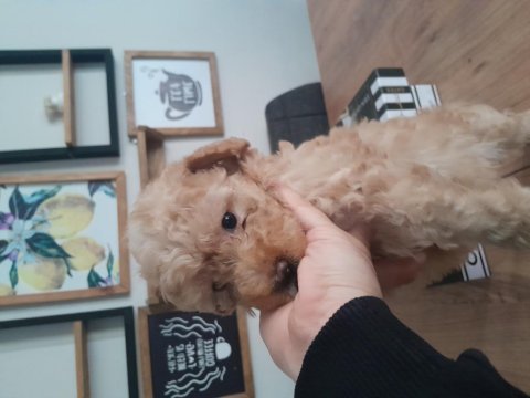 3 aylık toy poodle yavrumuz