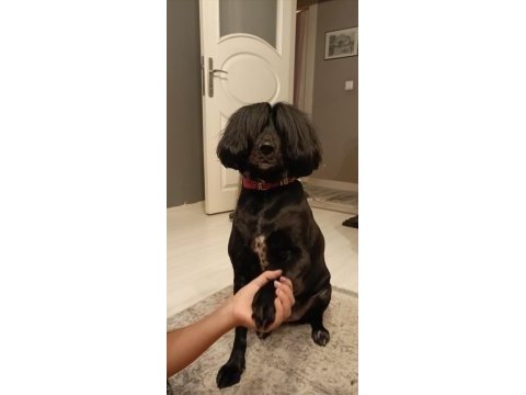 Cocker spaniel dişi 5 yaşında