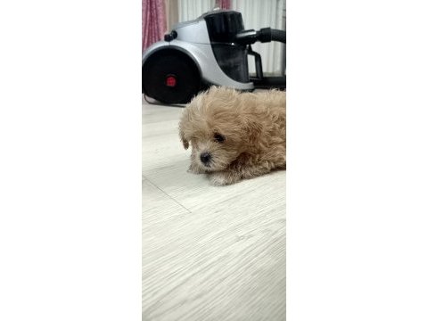 Dişi sıfır burun maltipoo