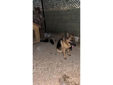 Safkan alman kurdu yavrularım