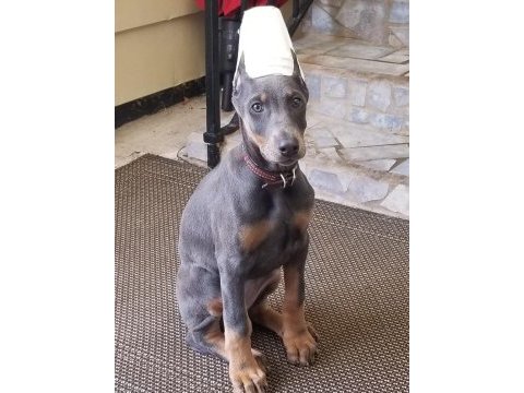 Blue dişi doberman estetikli yavrular