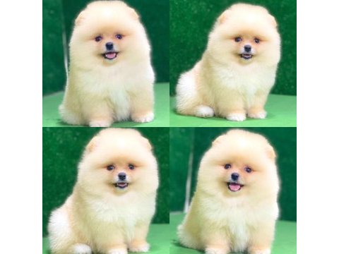 Pomeranian boo dişi erkek yavrular