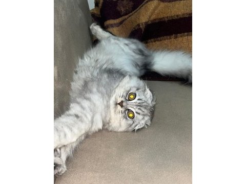 Erkek scottish fold silver tabby