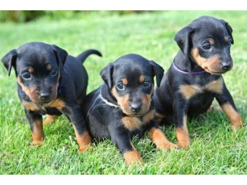 Afacan doberman bebekler kapıda ödeme mevcuttur