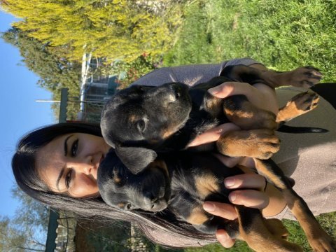 Üst kalite king doberman yavrularım