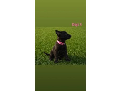 Sağlık ve ırk garantili belçika kurdu piranalar
